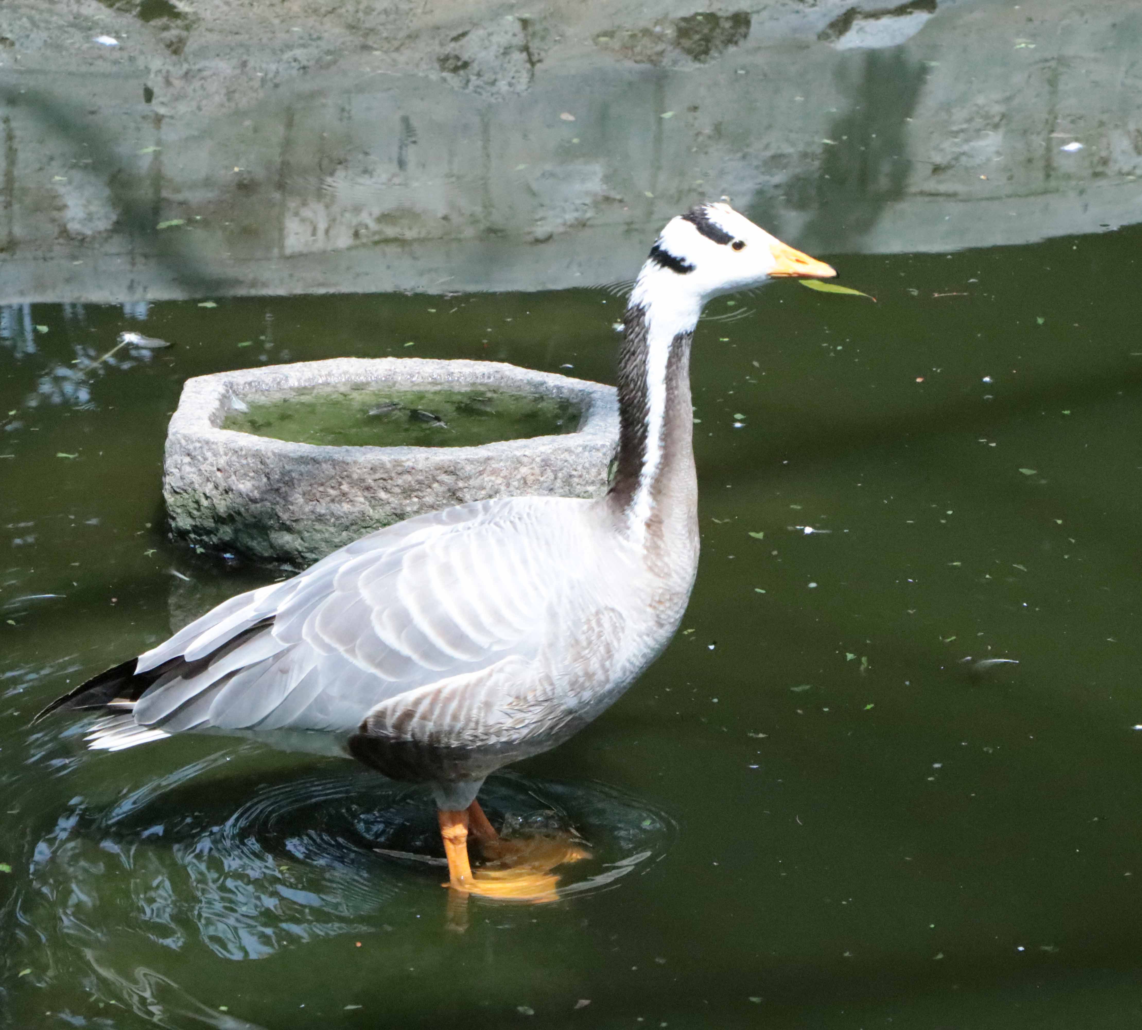 Bar Headed Goose